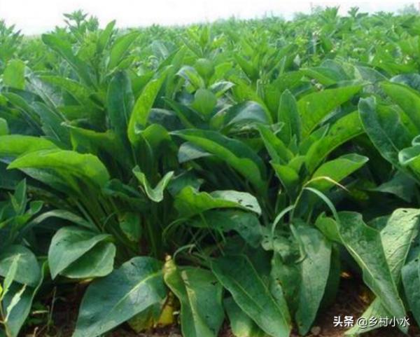 畝產30噸，聚合草被譽為“飼草之王”，如何高產栽培？