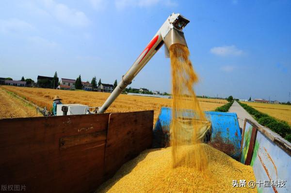 高產小麥：株高80釐米至90釐米為好，矮稈小麥必須大密度才不減產