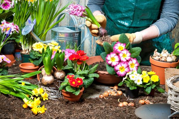 養花的土壤板結?加上4種東西,土壤疏鬆有勁,養啥都省心 養花的土壤板結?加上4種東西,土壤疏鬆有勁,養啥都省心