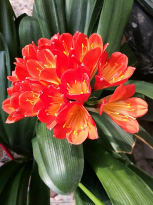 分享圖片：醉美君子蘭