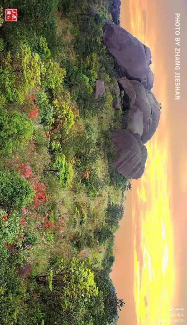 和平鴿銜來橄欖枝