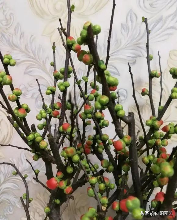 養花竟然能&OpenCurlyDoubleQuote;鎮宅&rdquo;，10種植物，價格便宜好養護，擺在家裡上檔次