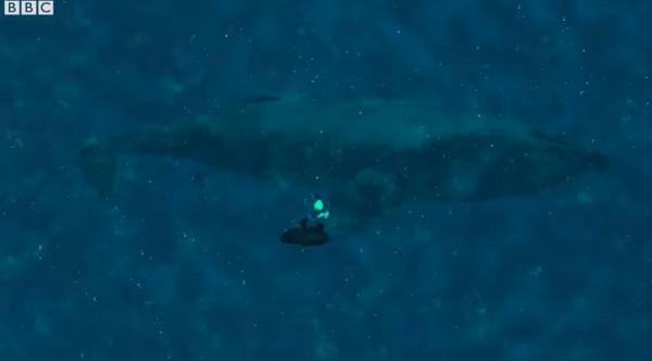 外國海洋生物學家被鯨魚救了一命，一年後，鯨魚竟然還來看她了