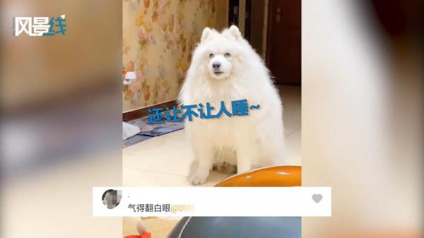 狗子被樓上鄰居吵醒 對著天花板翻白眼嘆氣 一臉無奈表情笑翻網友