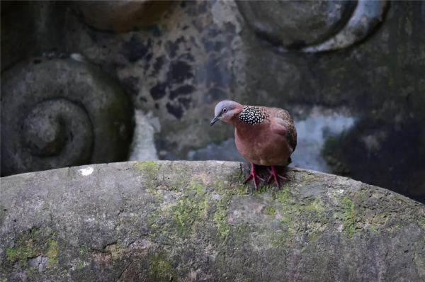 40+張大片!帶你領略這裡的“鳥禽圖鑑”! 40+張大片!帶你領略這裡的“鳥禽圖鑑”!