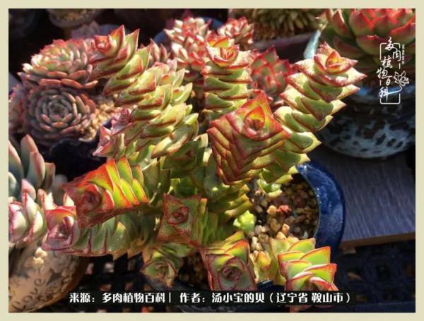 大東北的漫長冬季，我與多肉一起冬眠