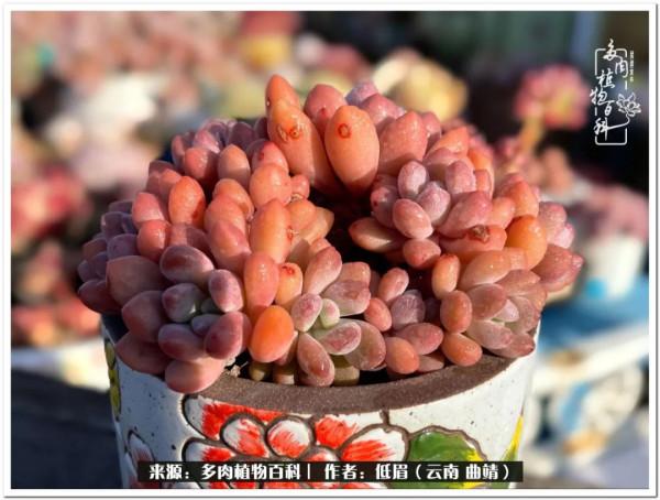 溫暖的多肉微語，陪你度過寒冷的聖誕平安夜！（2021）