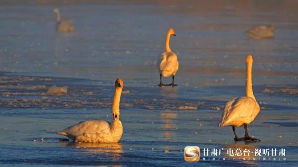 「短影片」關注大天鵝甘肅越冬：“呆萌 好動 浪漫”原來你們是這樣的大天鵝