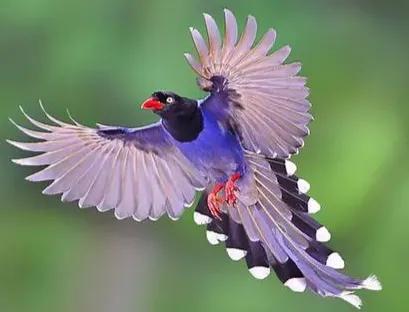 二十種長尾鳥賞析