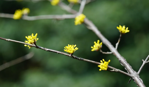 重陽佳節話茱萸 重陽佳節話茱萸