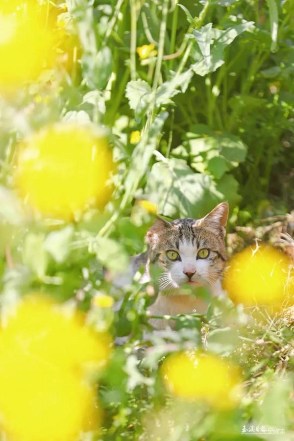 今天，宜到玉溪的油菜花田感受春天