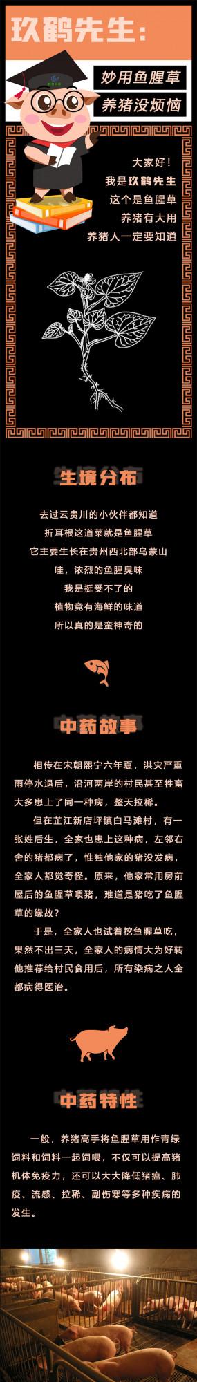 養豬中藥專題 | 妙用魚腥草 養豬沒煩惱