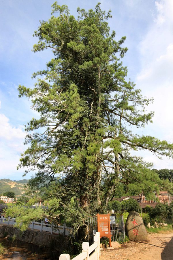 12株“中國最美古樹”圖鑑 12株“中國最美古樹”圖鑑