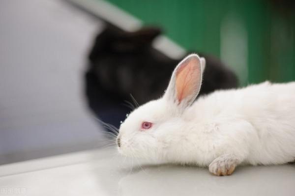 兔子耳蟎專用藥有哪些 兔子耳蟎專用藥有哪些