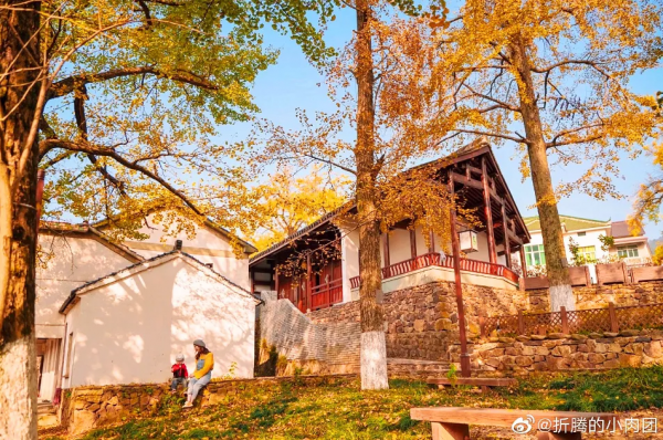 3萬株銀杏林把秋意渲染至極，第一眼就心動了