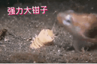 真實存在的科幻怪蟲：博位元蟲