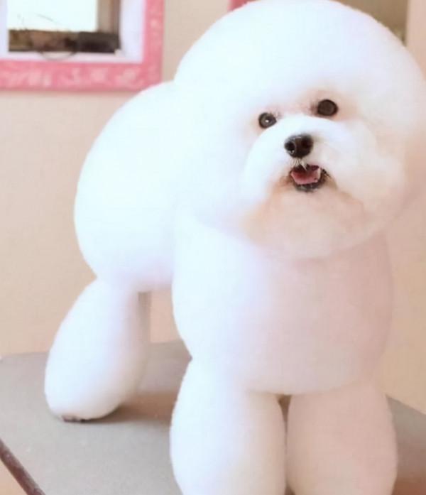 帶著狗子去理髮，結果博美被剪成了方塊頭，薩摩耶被剪成了小海豹