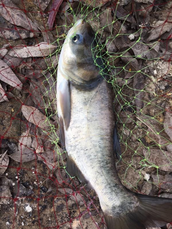 釣魚“奇”招數：磯竿滑漂遠投釣法，一招制勝