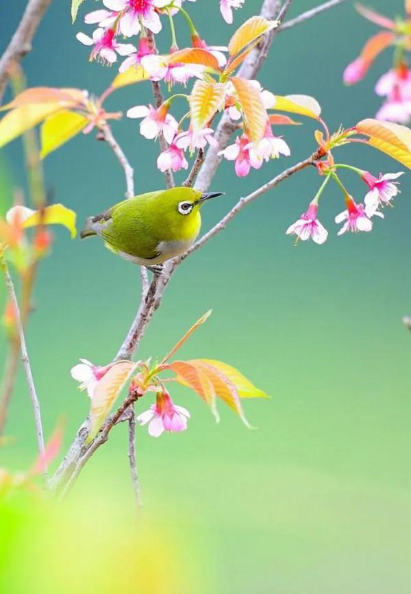 分享圖片——最美的鳥語花香集錦