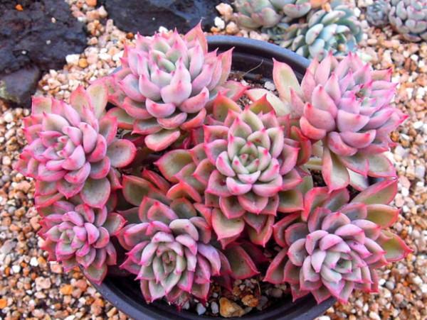 100種常見多肉圖鑑，比花還美，你認識幾種？