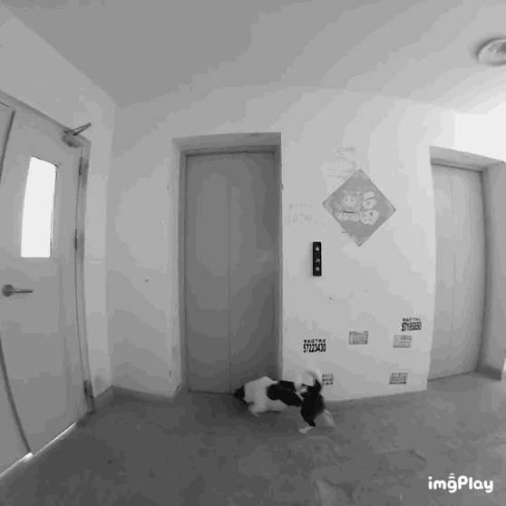 密碼鎖+可視貓眼+米家APP實時監控，黑科技堆滿，鹿客智慧鎖體驗