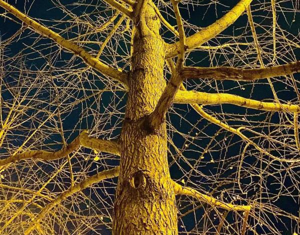 七律. 養生羹美重和調