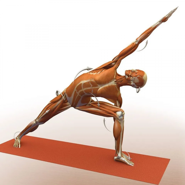 練瑜伽，這些解剖常識你要知道（附28個常見體式解剖圖）