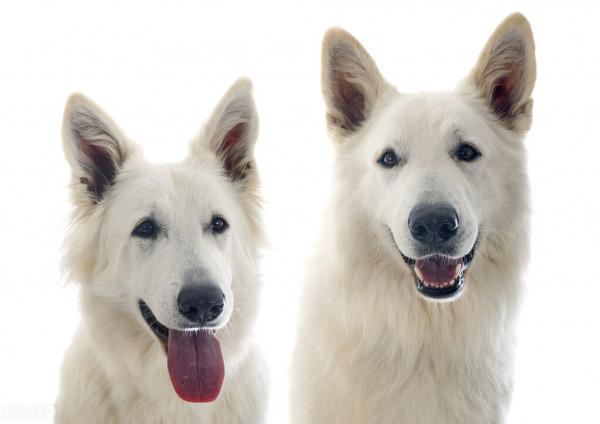我養的兩隻牧羊犬曾咬死狼，我坐火車離開草原後，它們每天都去車站等我