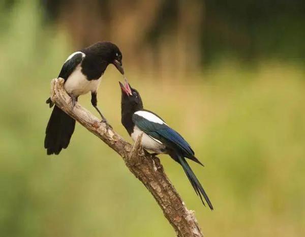 62對愛情鳥大比拼欣賞