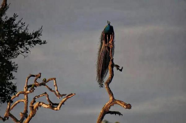 斯里蘭卡--回味無窮的青橄欖