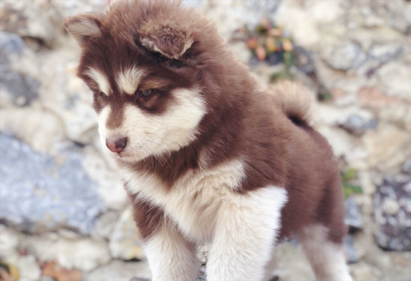 給你5個飼養阿拉斯加犬的理由，你覺得養它好不好？