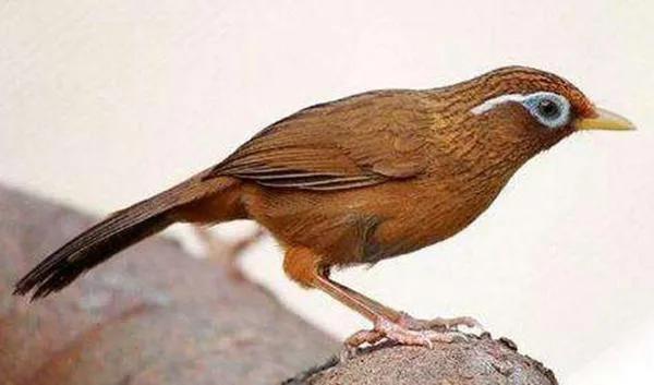 分享鳥類圖片-畫眉鳥