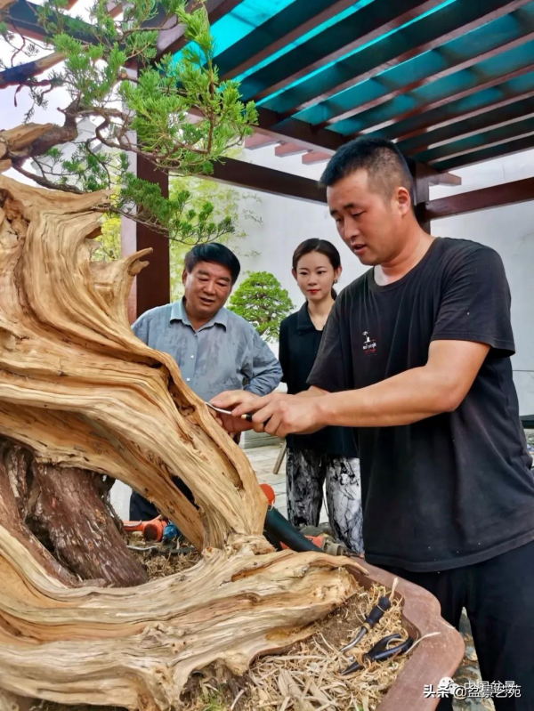 老樹閒看百鳥歸——訪著名盆景藝術家曹志振先生