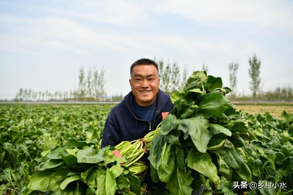 菠菜喜歡什麼肥料?老農高產經驗分享,菠菜長得鮮綠又柔嫩 菠菜喜歡什麼肥料?老農高產經驗分享,菠菜長得鮮綠又柔嫩