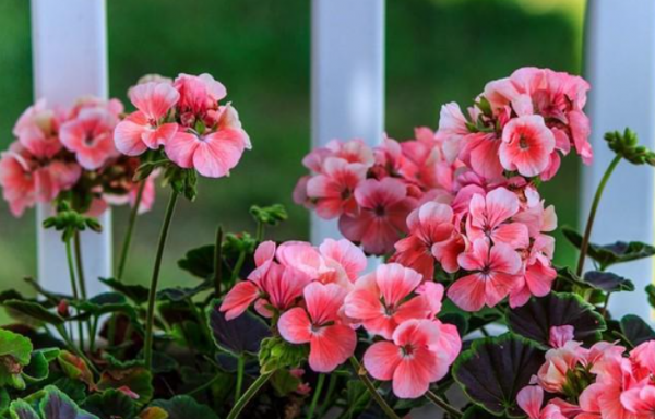 想養好天竺葵，要記住“4點”，即使是新手，也能養爆盆