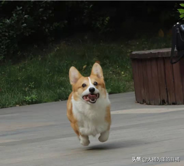 流浪柯基一路跟隨女孩回家，卻被拒之門外，它咋就不多等一會呢？