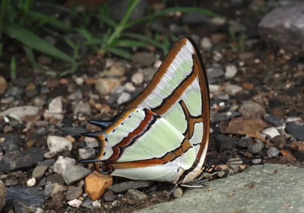 北京生物圖鑑 | 愛吃便便的蝴蝶 北京生物圖鑑 | 愛吃便便的蝴蝶