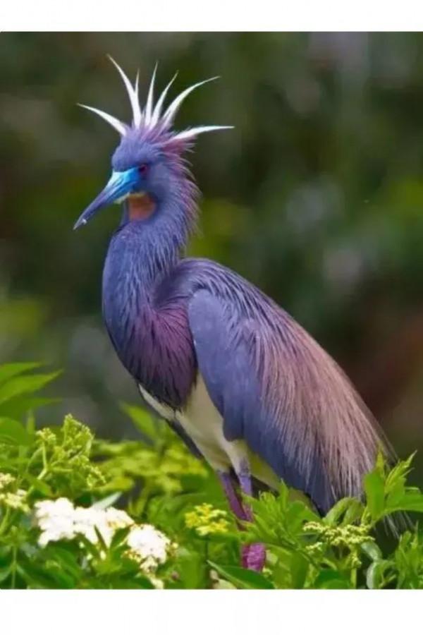 分享&mdash;&mdash;天生麗質的鳥兒