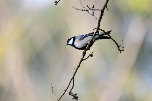 40+張大片!帶你領略這裡的“鳥禽圖鑑”! 40+張大片!帶你領略這裡的“鳥禽圖鑑”!