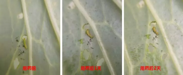 植物源殺蟲劑——天然除蟲菊素研究現狀