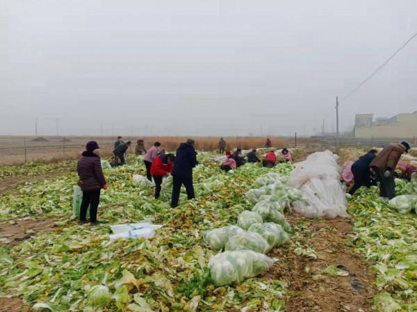 對話捐十萬斤蔬菜支援西安菜農：第一批收穫，捐出去很有意義