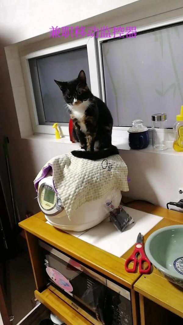 流浪貓選家猶如女子嫁人（上）