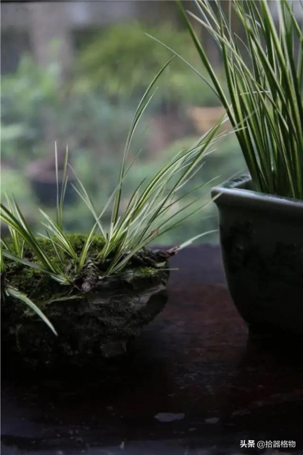 細說菖蒲品種 細說菖蒲品種