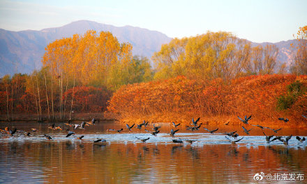 翠湖溼地公園迎來遷徙候鳥，公園迄今觀測記錄到262種野生鳥類