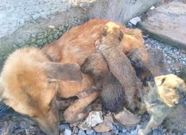 狗狗被拴在老屋前，卻常年得不到食物，主人：養來就是看家的