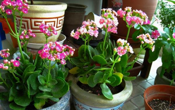 害怕土壤結塊？不用愁，將這些“養花好物”改造下，問題全解決