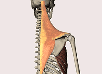 “收緊肩胛骨”為何在健身訓練中如此重要? “收緊肩胛骨”為何在健身訓練中如此重要?