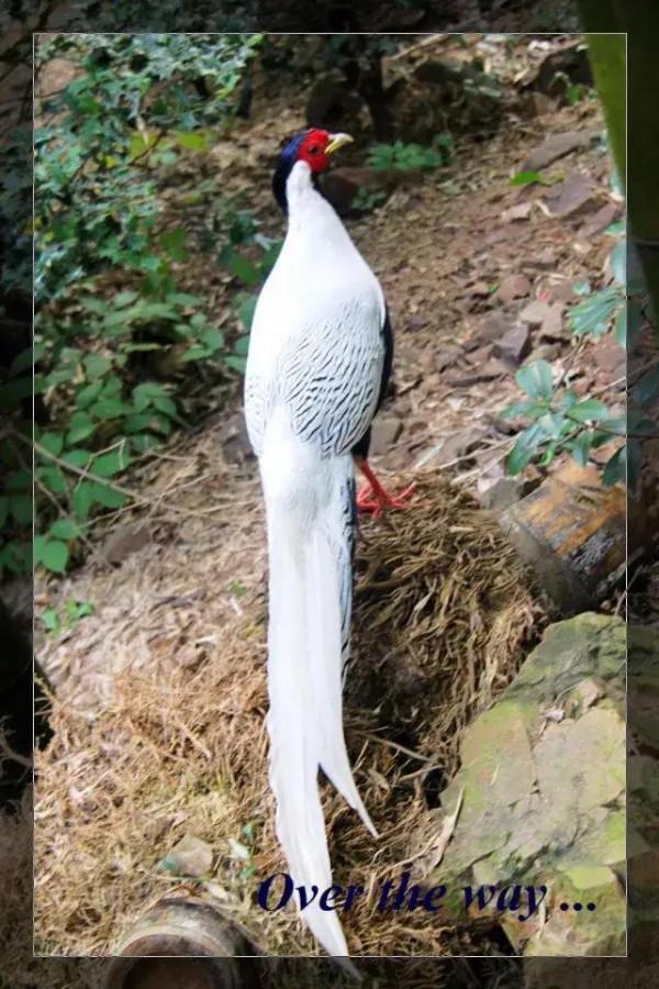 大自然中漂亮的“鳥兒”,日常生活中你見過幾種 大自然中漂亮的“鳥兒”,日常生活中你見過幾種