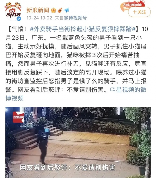 超可愛的看門貓：6歲貓咪每天都蹲在家門口，迎接每一個到訪的人