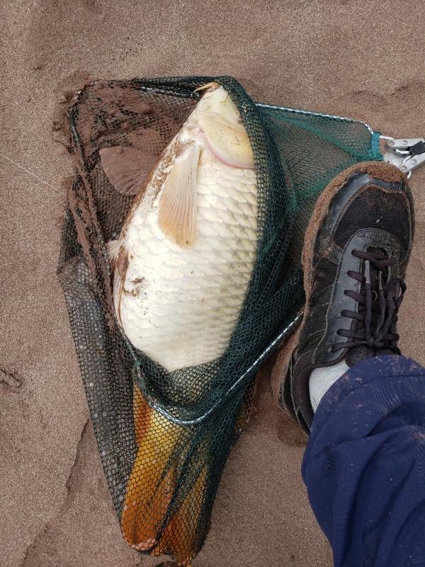 週六跑魚周天來河到灘邊繼續作釣,驚喜就在瞬間出現了…… 週六跑魚周天來河到灘邊繼續作釣,驚喜就在瞬間出現了……